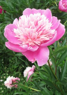 122 (2) peony