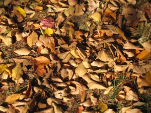 rusty leaves 003