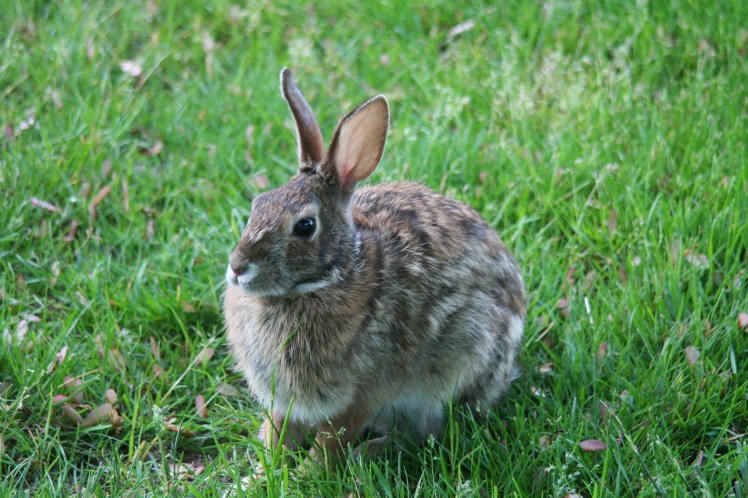 Rabbit002