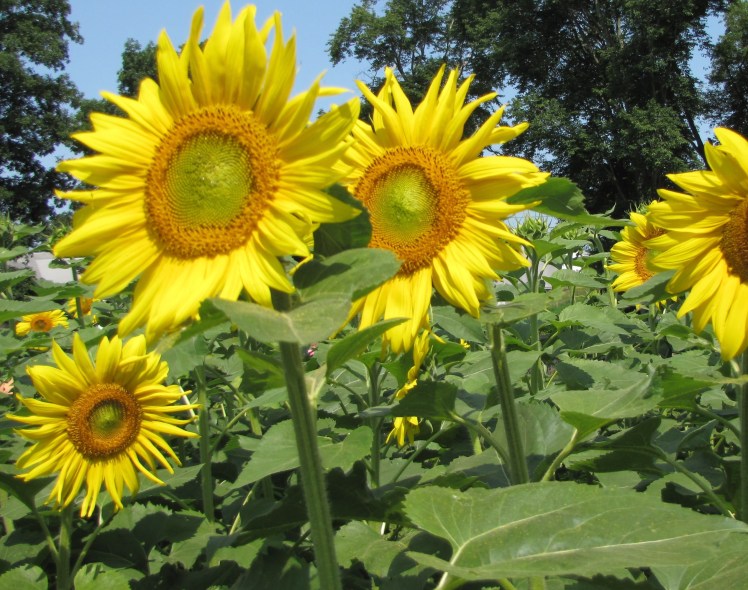 sunflowers 005 (2)