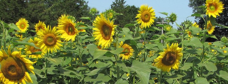 sunflowers 007