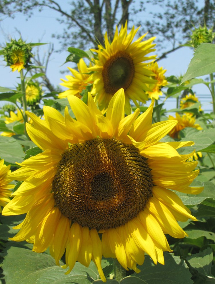 sunflowers 010