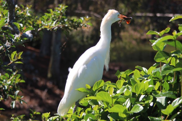Japanese Gardens 009
