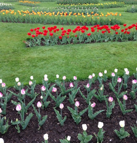 tulips (2)