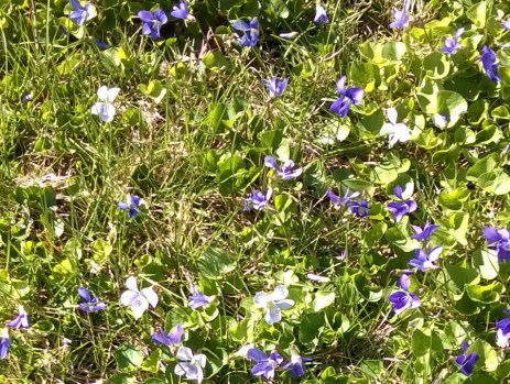 WP_20150502_004 (2ab)