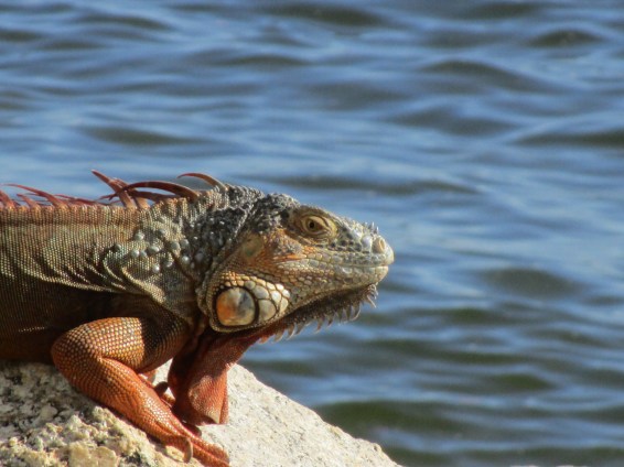 Pics taken by Alex-AndrewFL2016 009