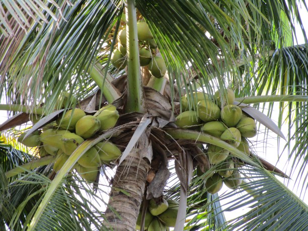 coconutsbikeride2015 011