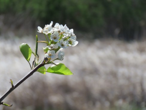 peregrine + OS park 011