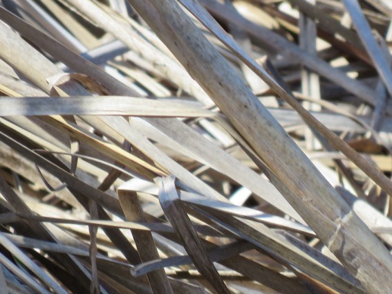 peregrine + OS park 017