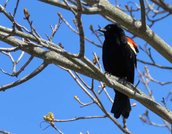 ct riv marshlands 019